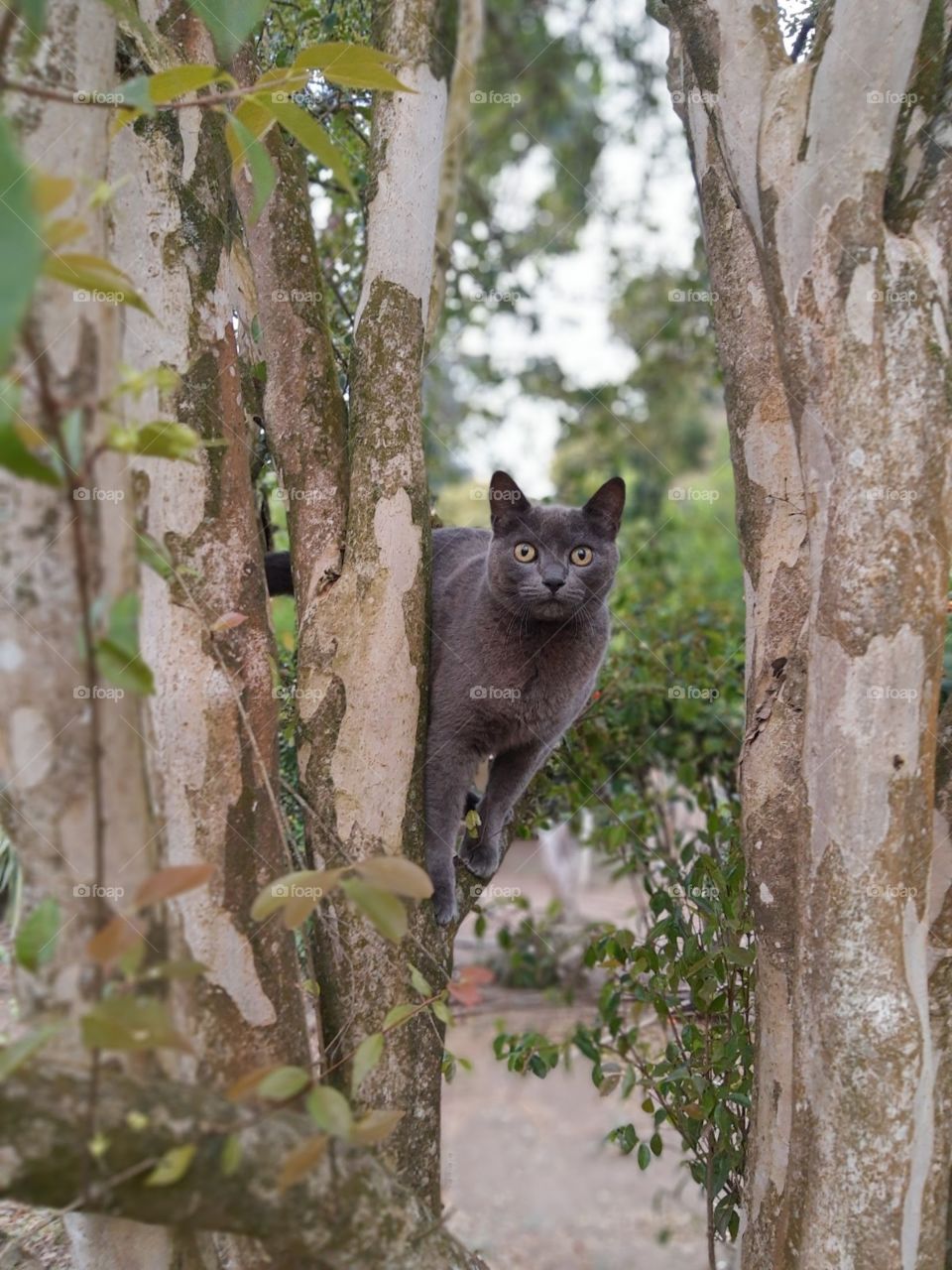 cat on a tree
