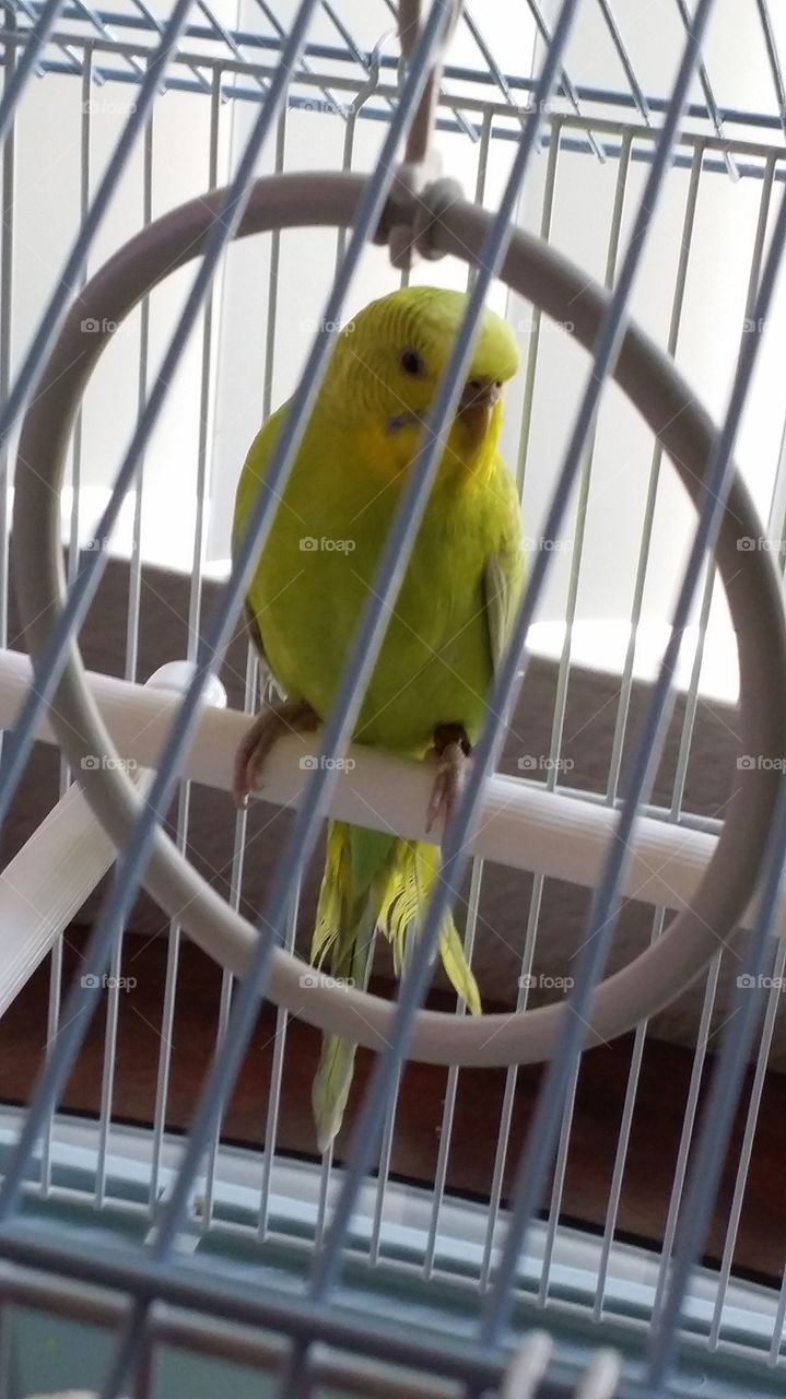 Parakeet. Our new addition to our family.