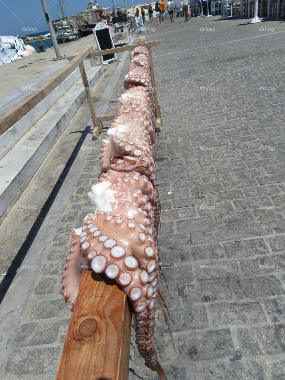 Fresh octopus 