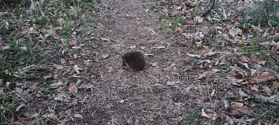 Hedgehog