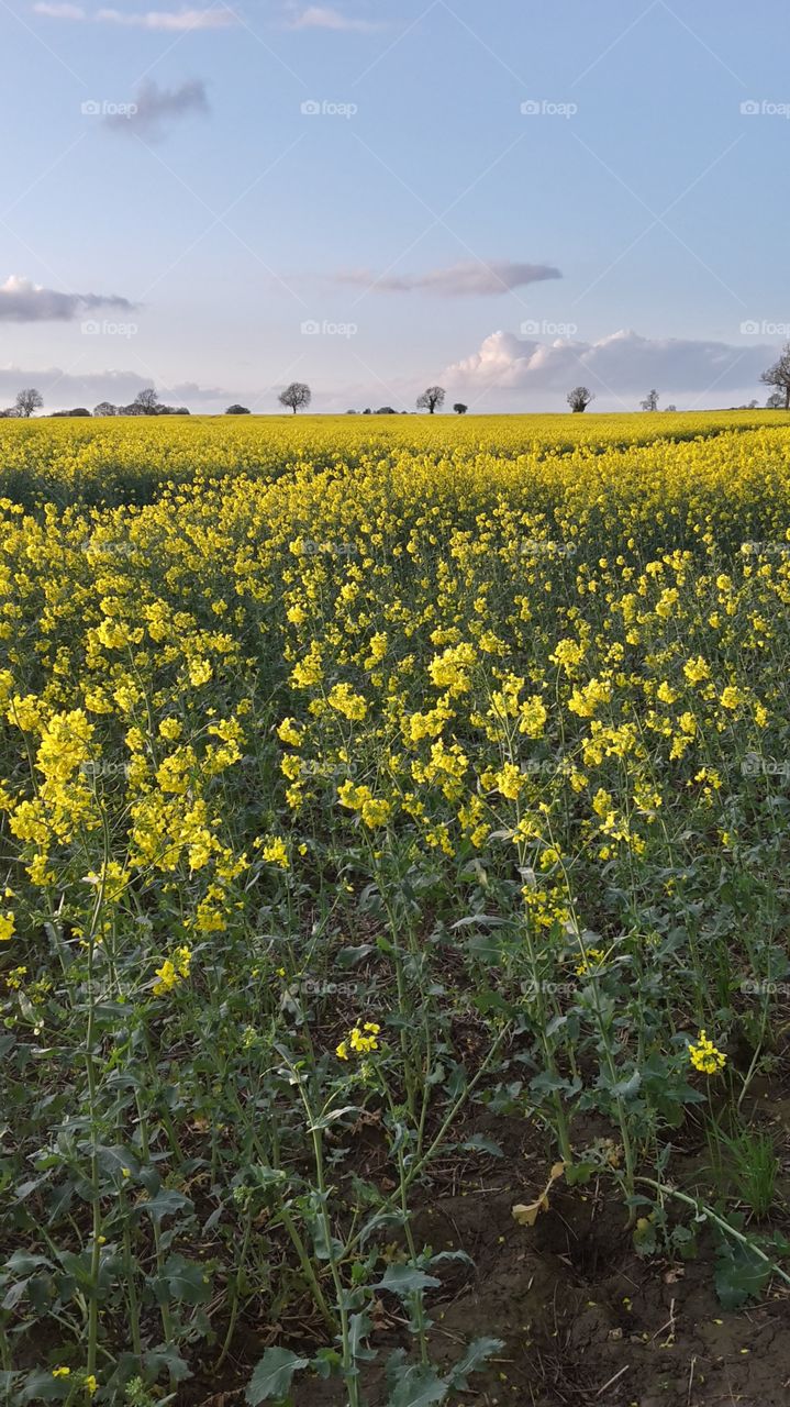 Bright Yellow Blooming Rape Crop With Blue Sky And Fluffy Clouds Beautiful Landscape British Countryside