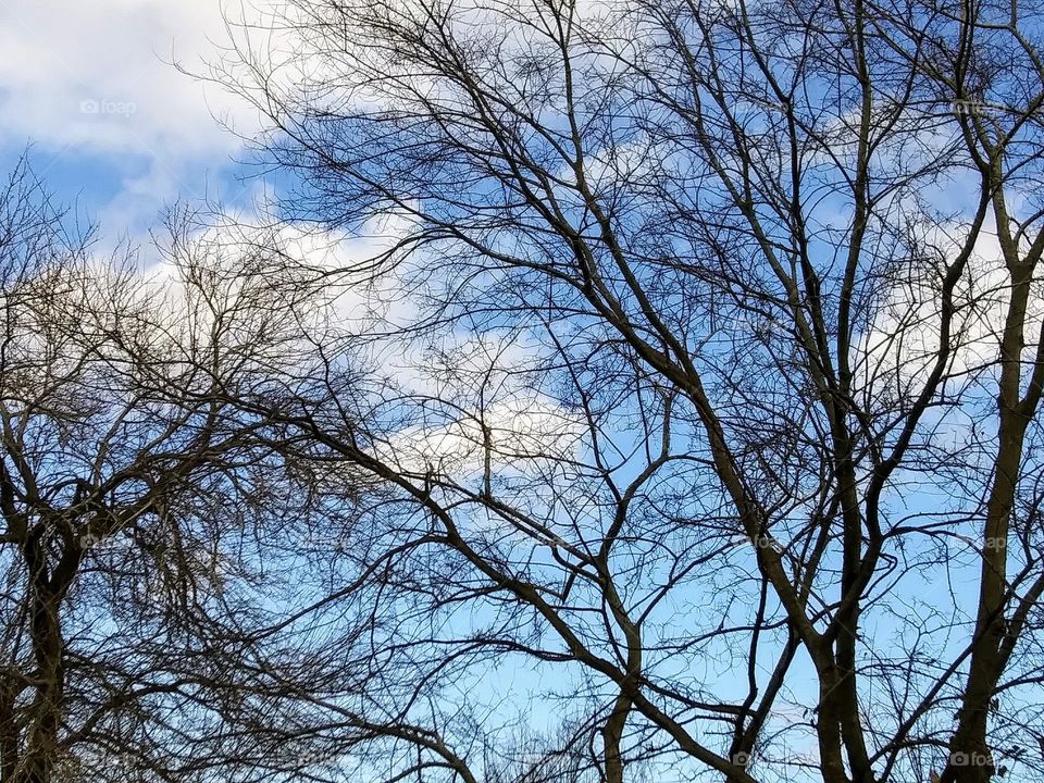 trees on a cloudy day
