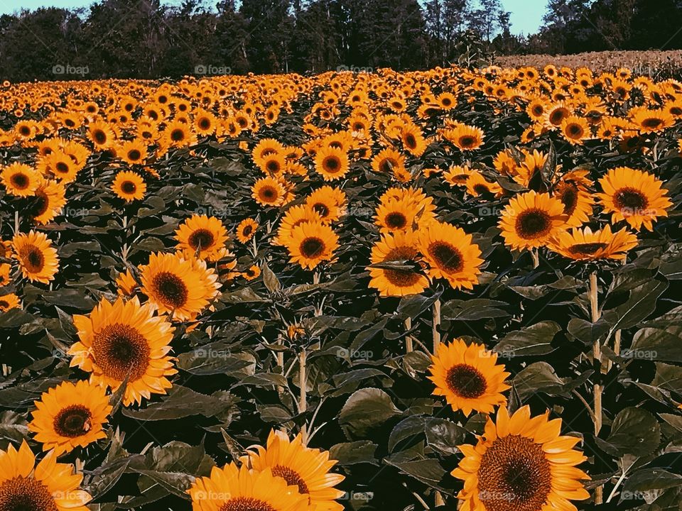 Large field of beautiful yellow sunflowers 