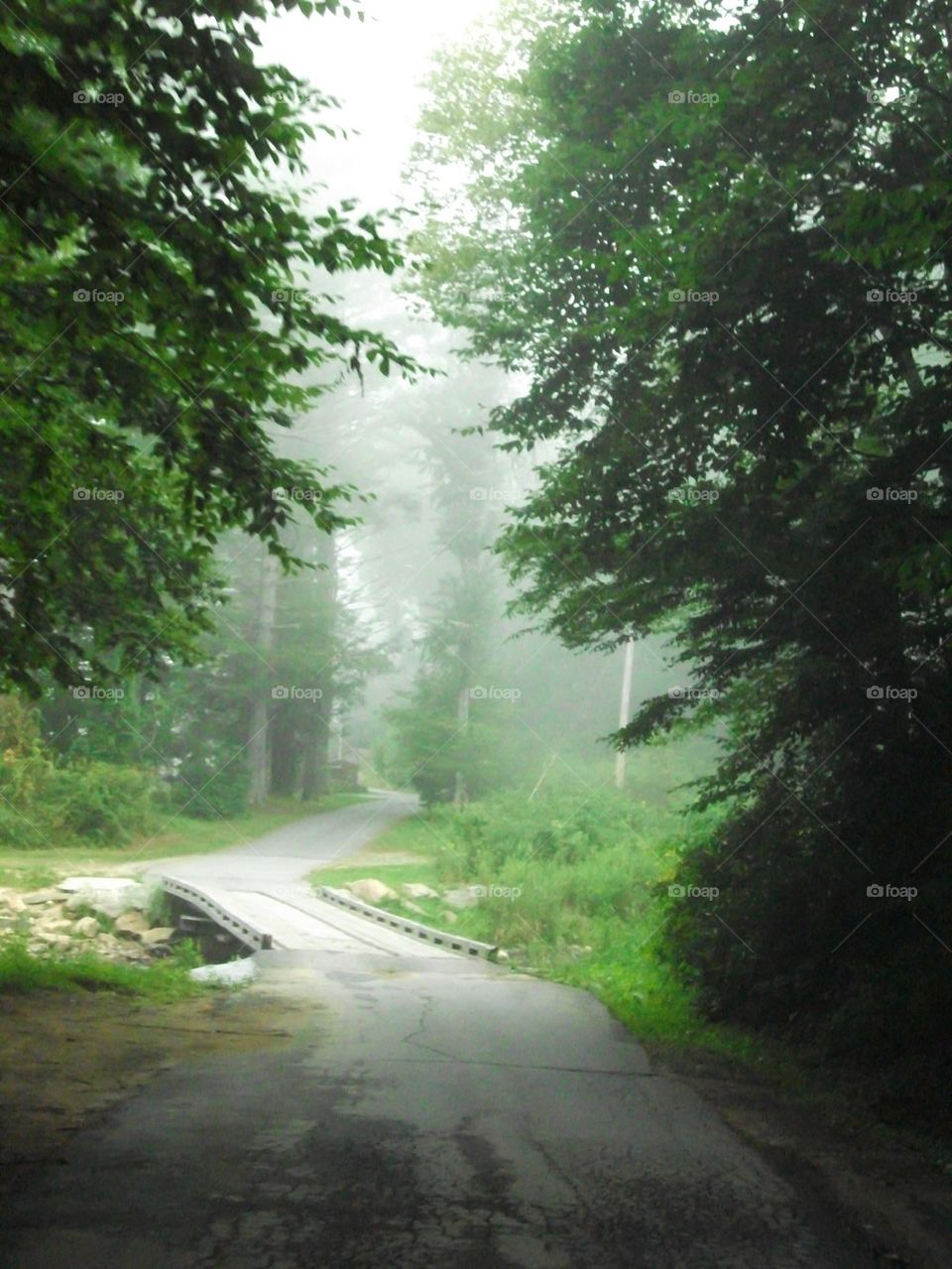 Empty road in forest