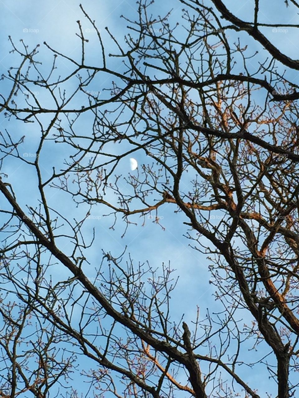 Low angle view of bare tree branches