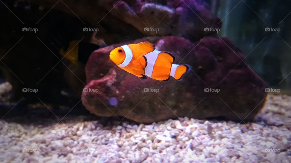 clown fish