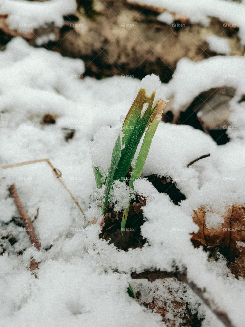 Green grass growing from the snow carpet in winter forest. The spring is coming. Nature details, botanical