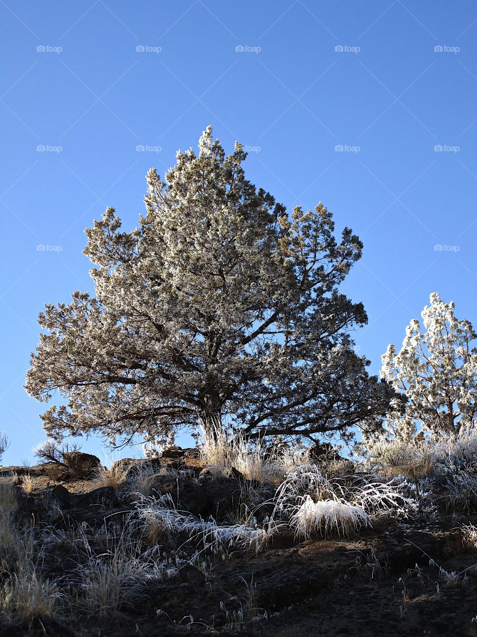 A magnificent frost covers juniper trees in Central Oregon on a beautiful sunny winter day. 