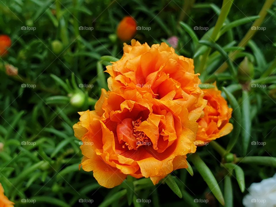  Portulaca Grandiflora or Moss-rose