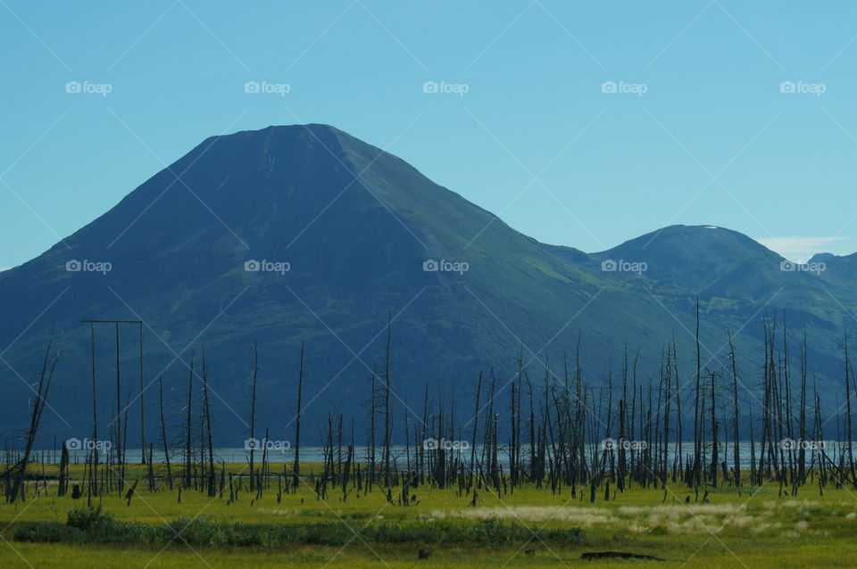 Ghost forest along Turnagain Arm