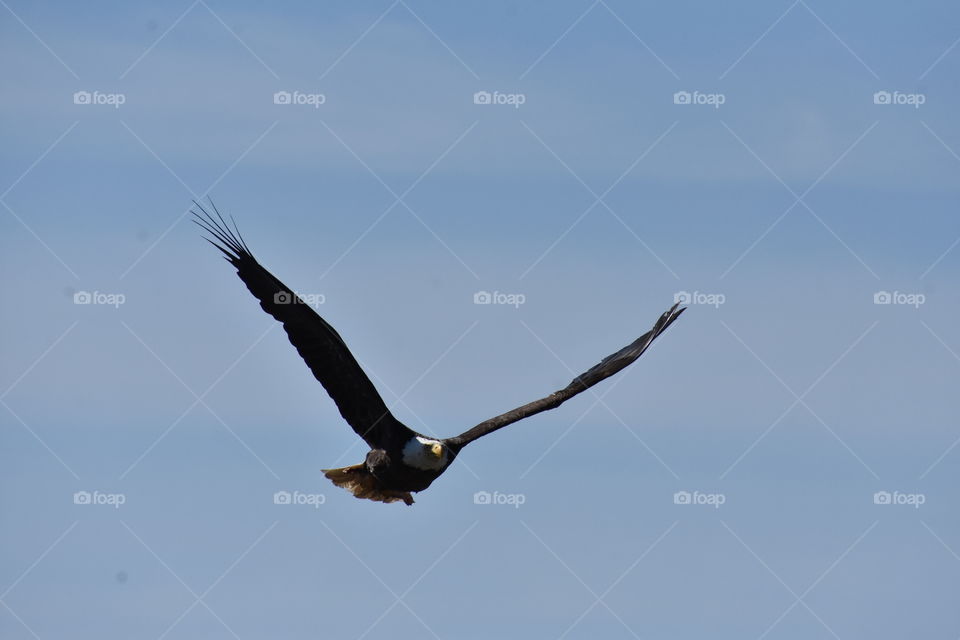 An ominous, stunning bald eagle soaring in the sky in the coastal, seaside town of Tofino, BC. 