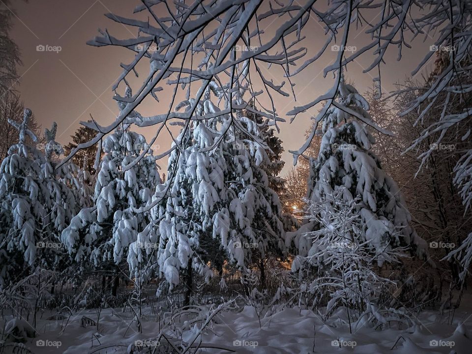 Winter forest at snowy night