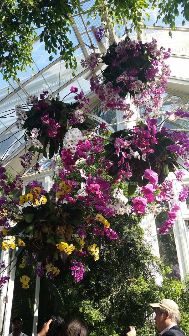 Orchid Chandelier. Amazing display at the NYBG