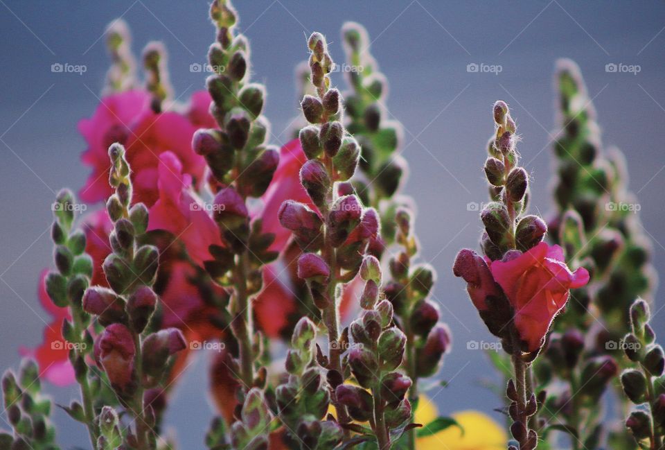 Spring colors flowers 💐 bright colors beautiful colors flower 🌸 