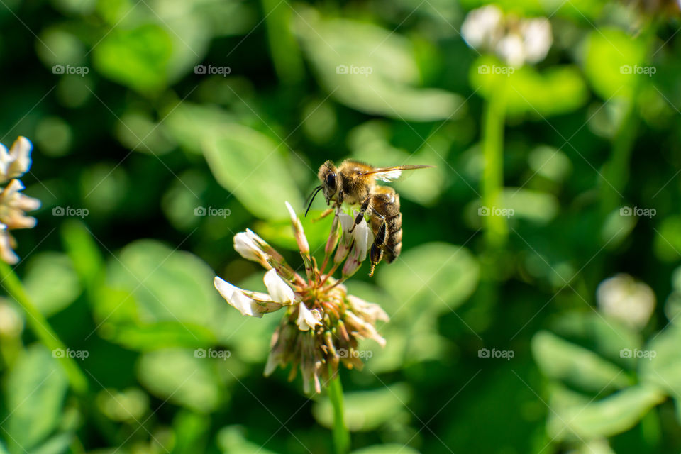 Bee on the flower