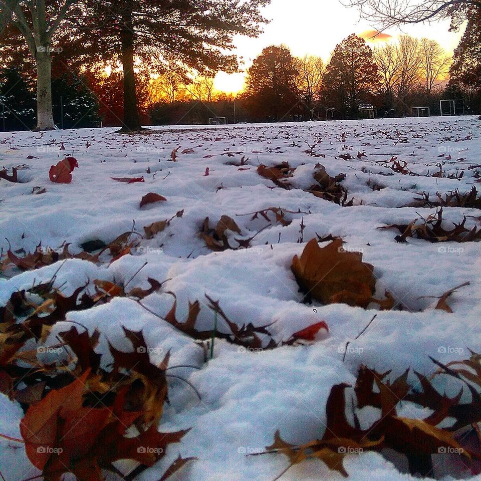 Snowy Park 