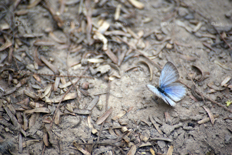 Delicate butterfly among the subtle floor of nature, lots of details, everything has a place.