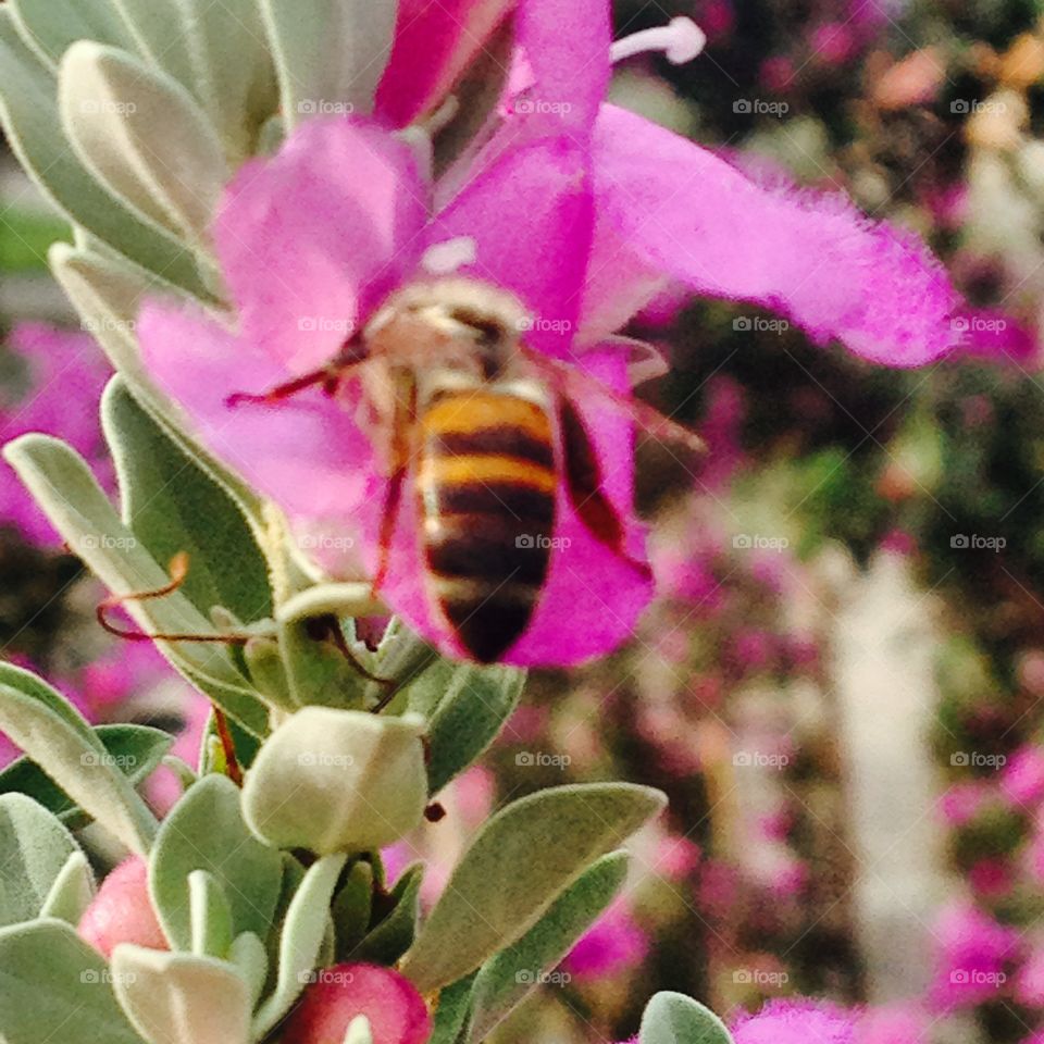 I should be as busy as this bee.
