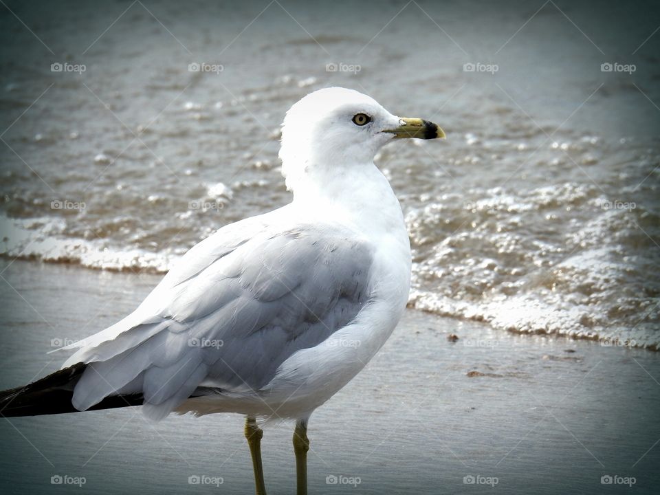 seagull