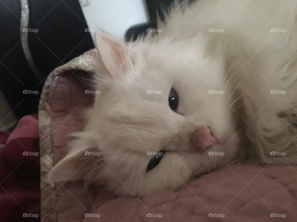 cute cat