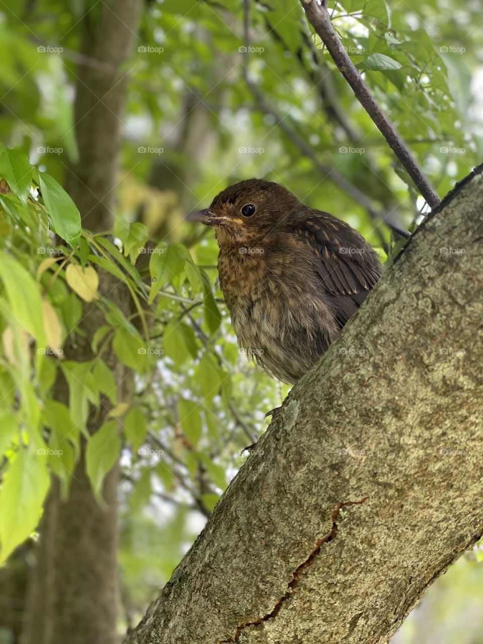 Finding his wings, a baby Thrush exploring the trees