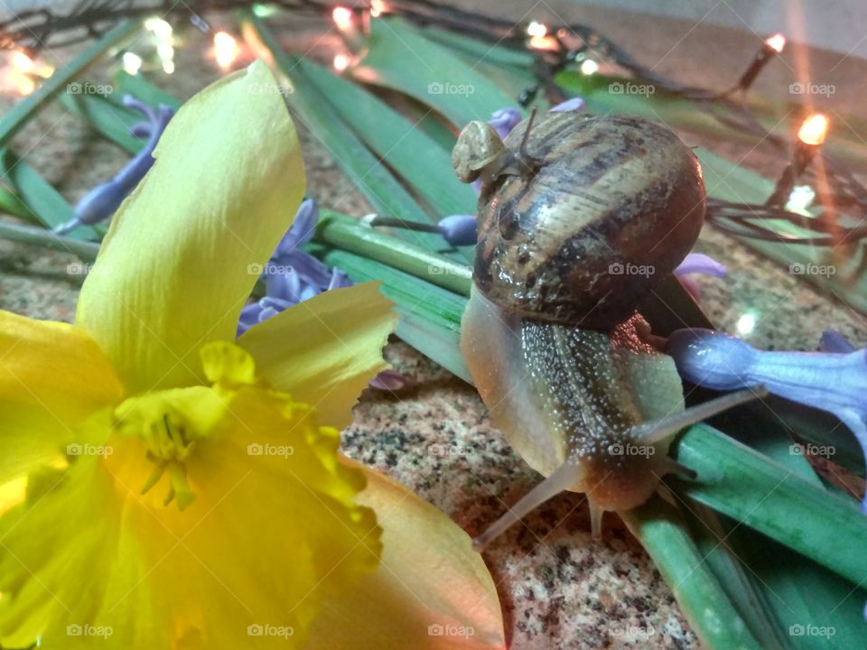2 snail