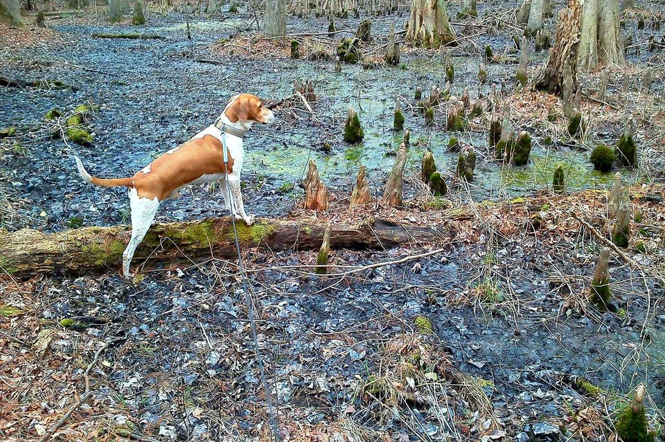 Fox hound, Slim, looking over the swamp