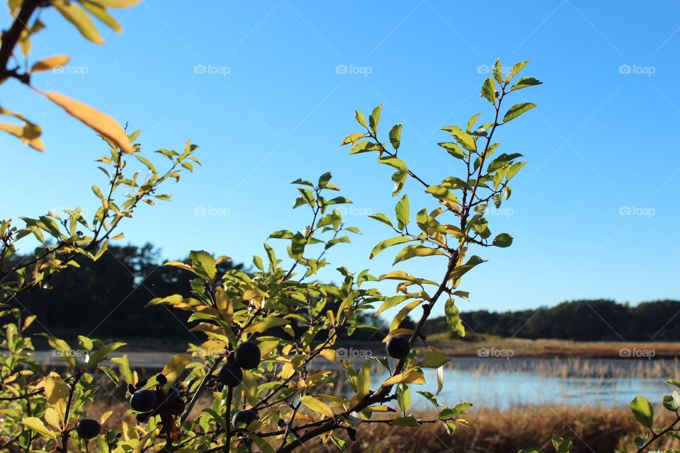 Close-up of tree branch