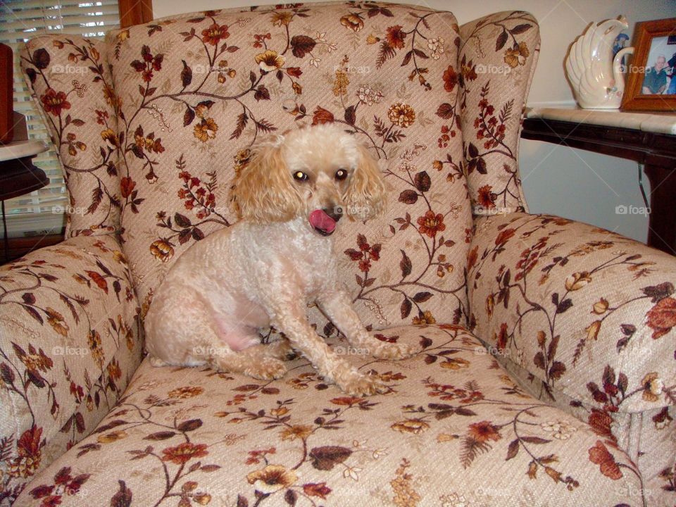 My dog on chair while visiting.