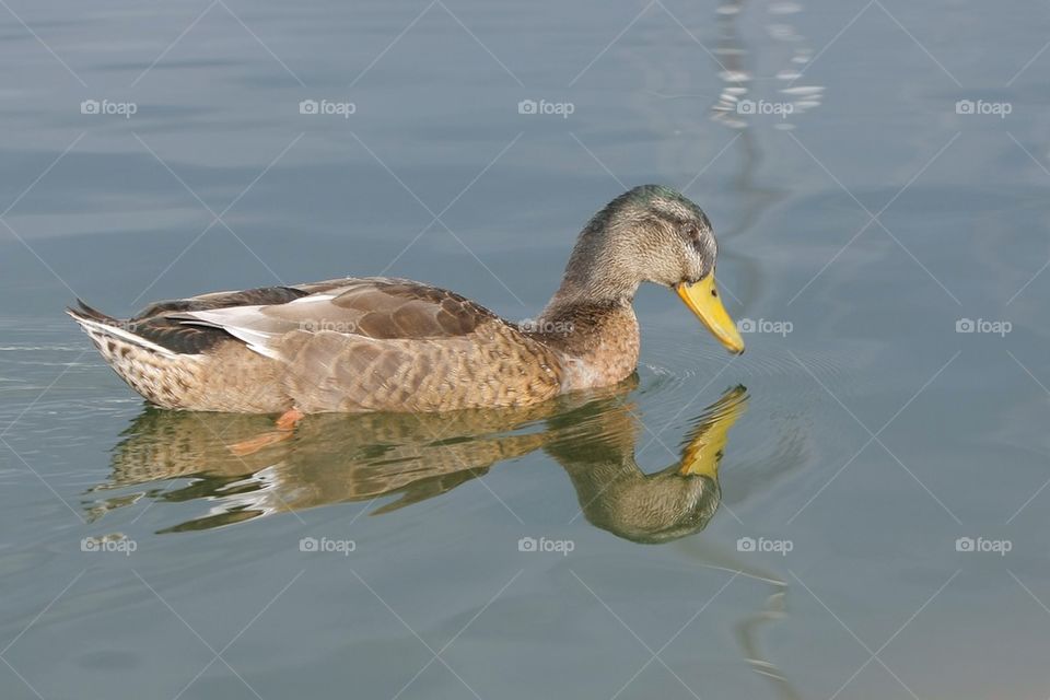 Wild Duck