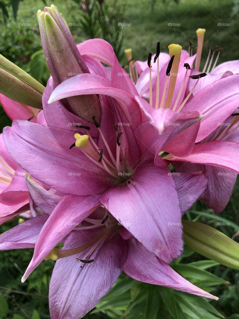 Purple flowers 