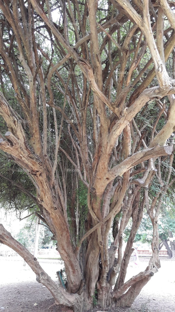 roots branches and twig