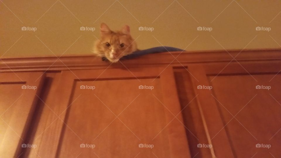 cat on a cabinet
