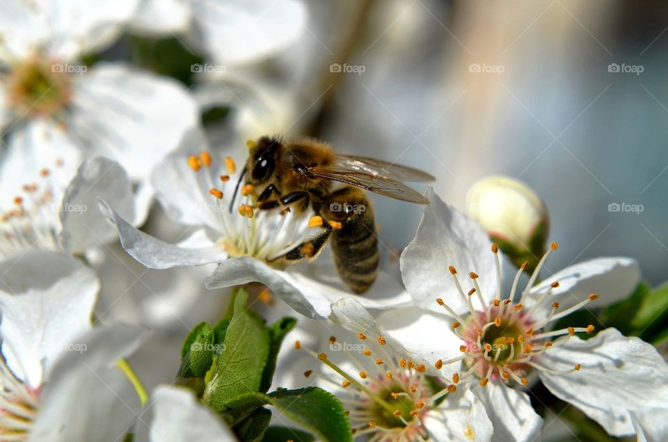 Mission Birds&Bees - Nature in Motion