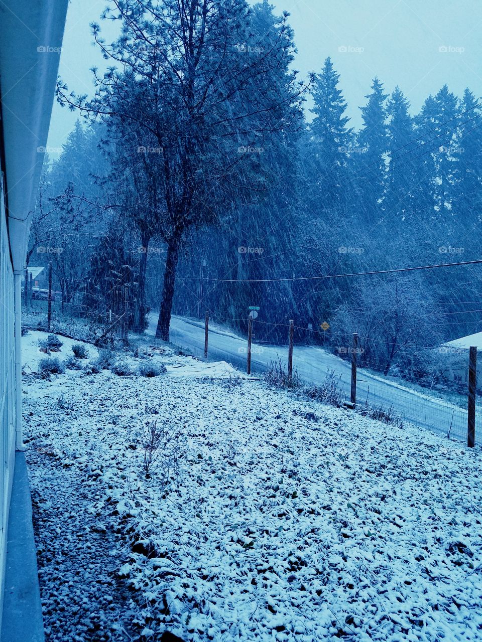 Snowing in my yard
