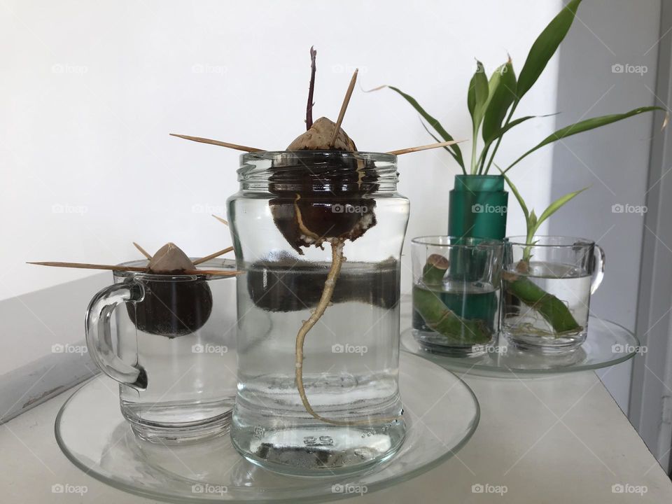 The green story of growth and germination. Life is a constant struggle.