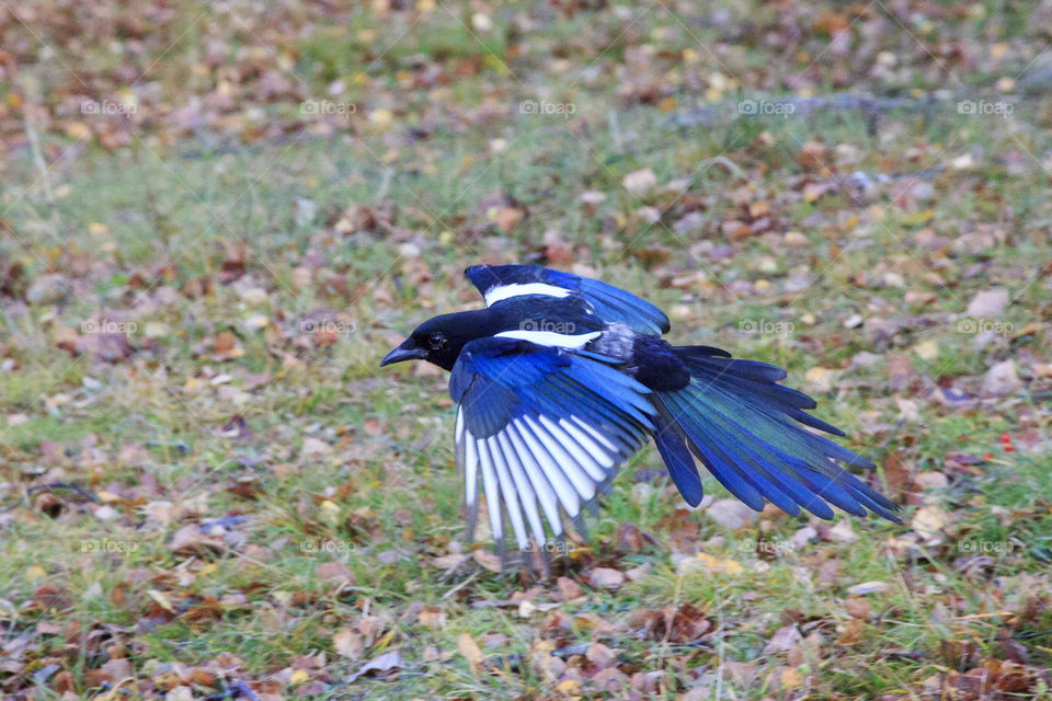 Local wildlife - Bird , Magpie, Sweden