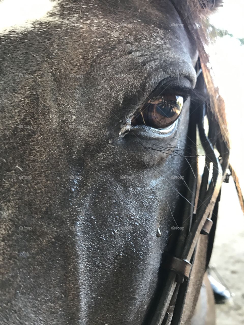 Brown pony starring at you 