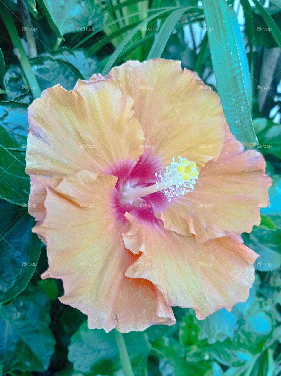 Hibiscus flower / Flor de hibiscus