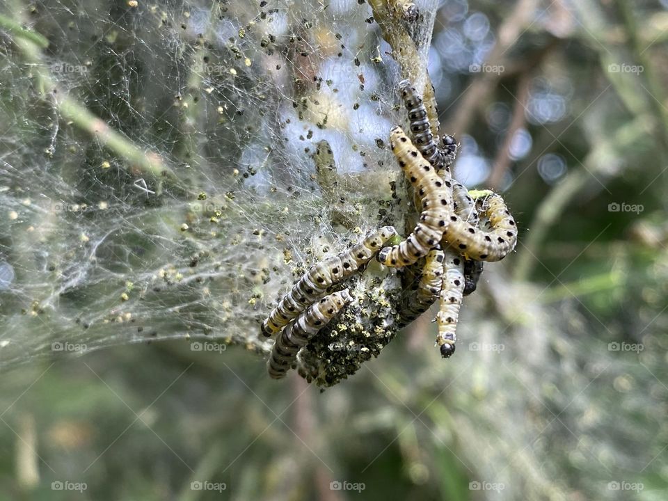 Caterpillars in a tree