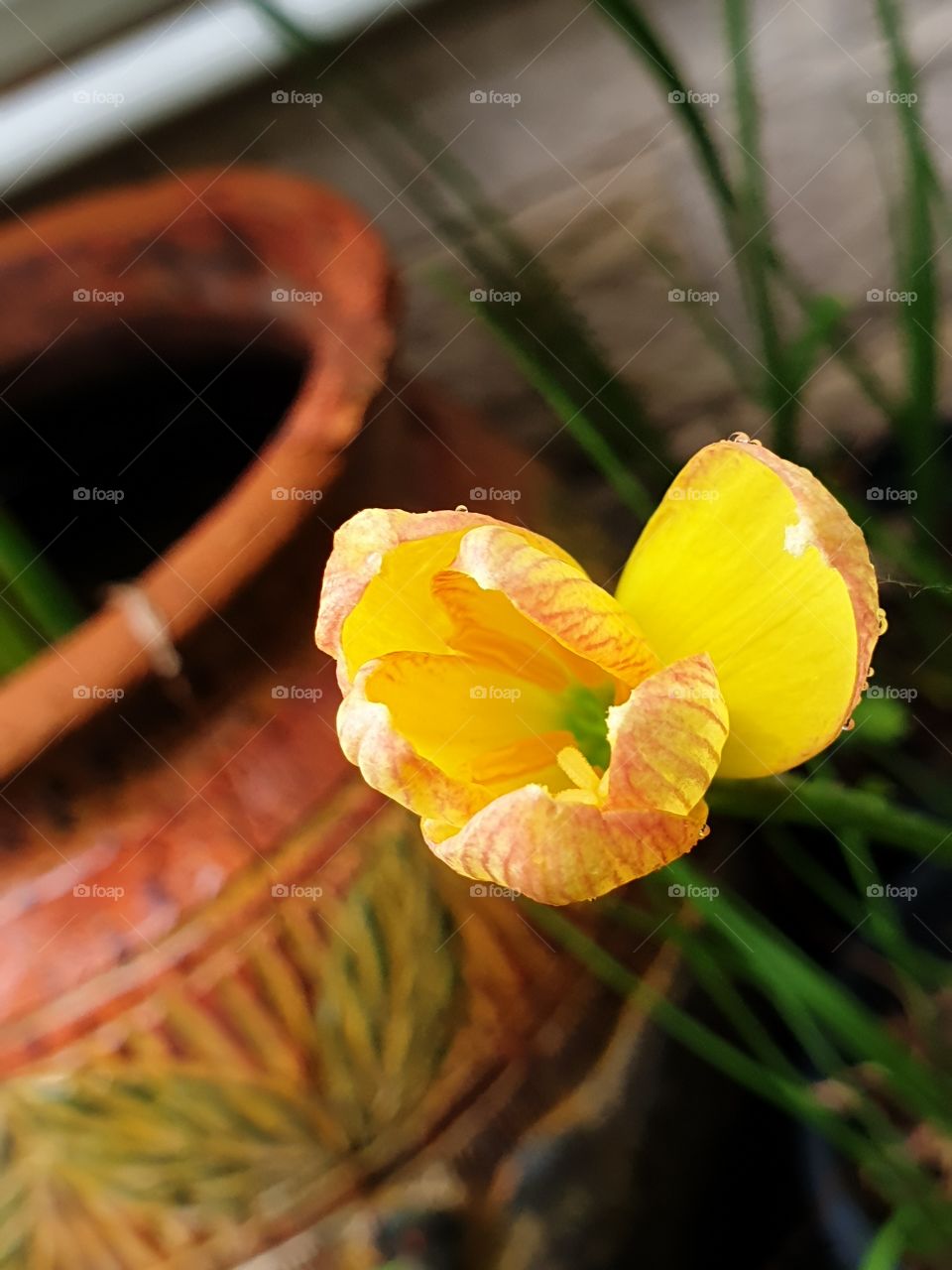 yellow flower in my garden