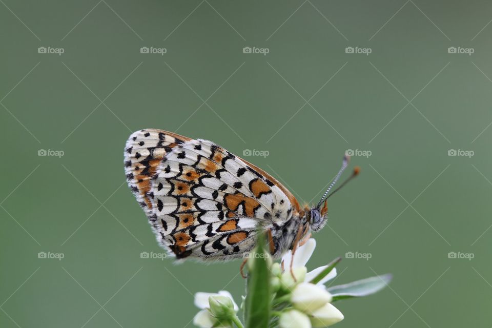 Glanville Fritillary