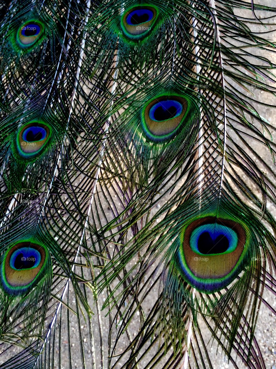 Peacock feathers