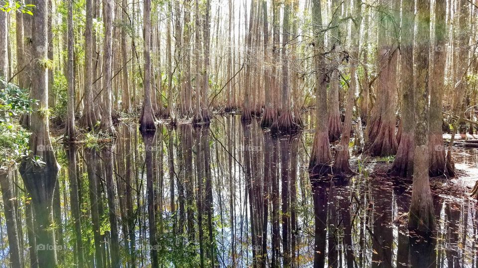 Reflection of the cypress in the swampland of Florida.
