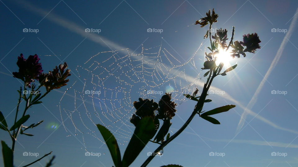 Sonne hinterm Spinnennetz