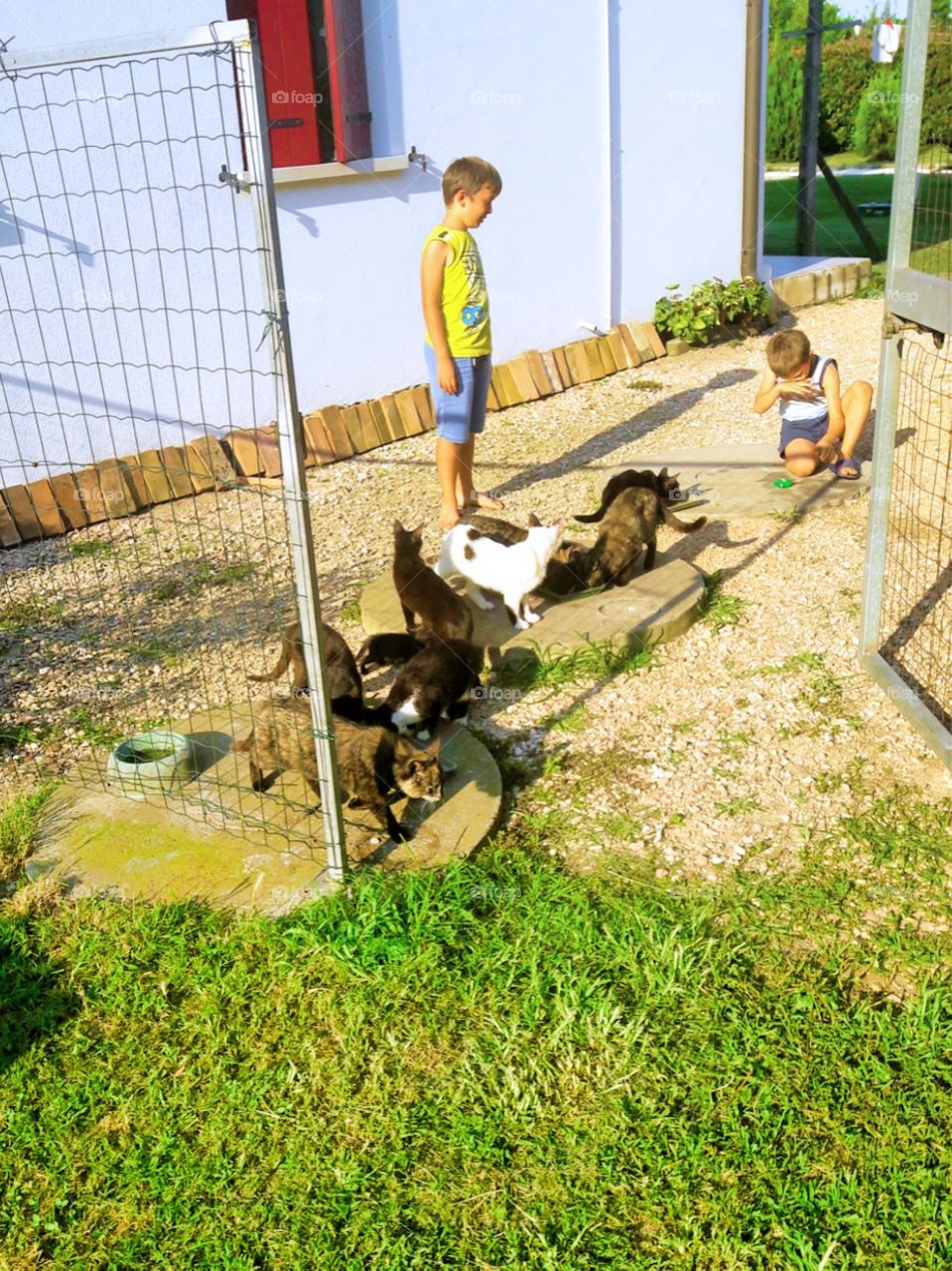 children and kittens