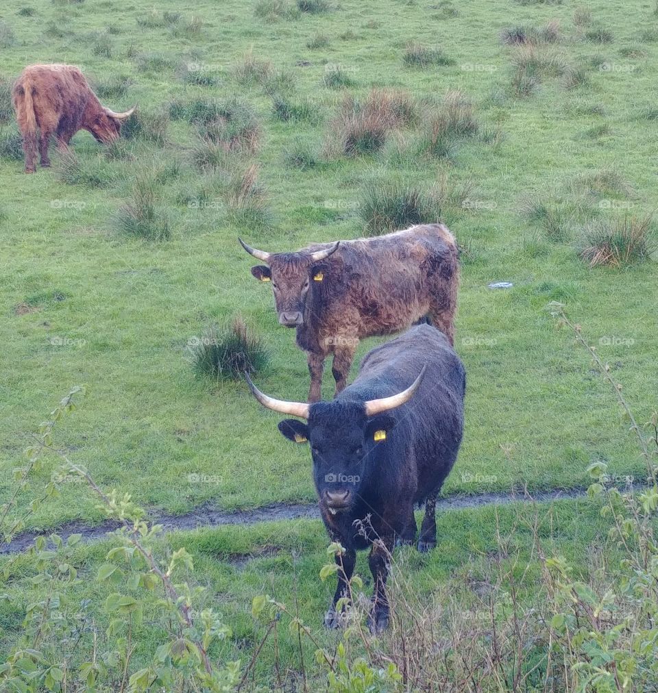 cow rind highland Hörner Weide bulle