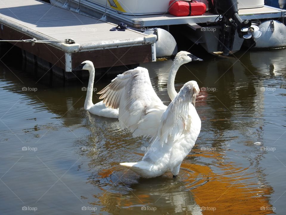 Swans