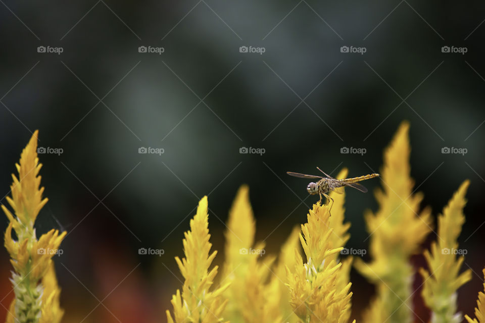 The dragonfly on Celosia argentea L. cv. Plumosa flower in garden