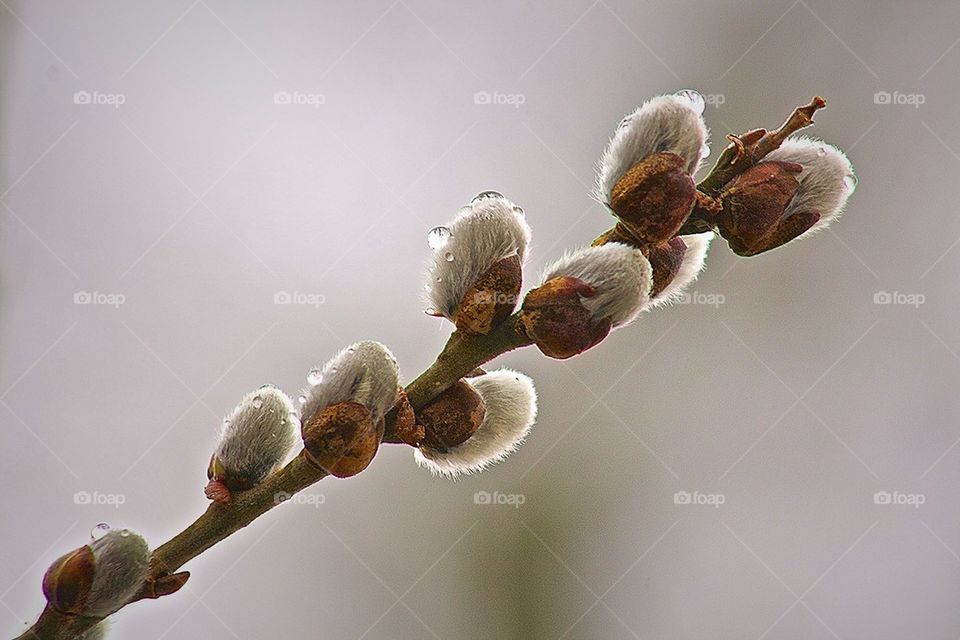 Dew Drops on Pussy Willow